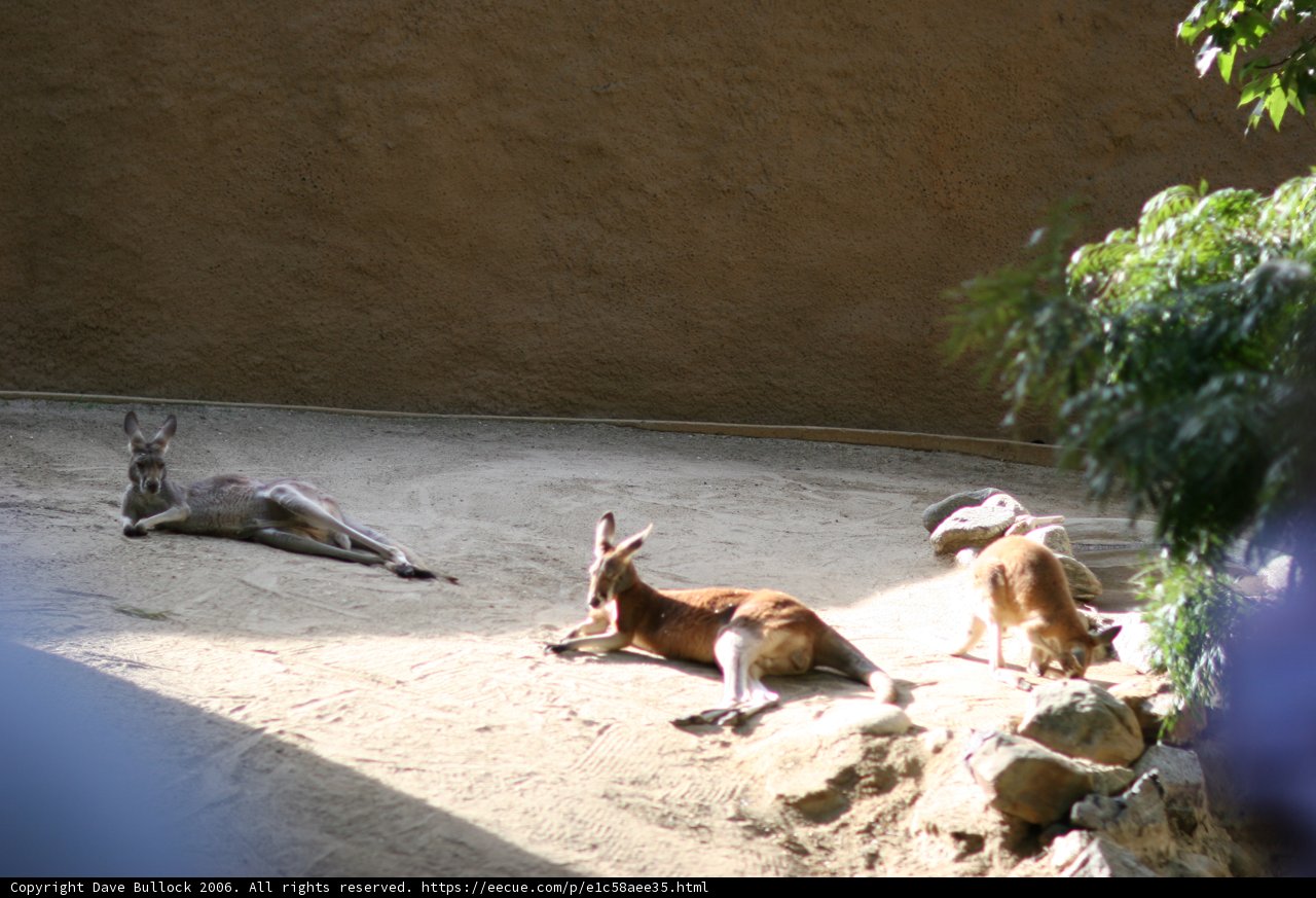 Cozy Animal Hangout
