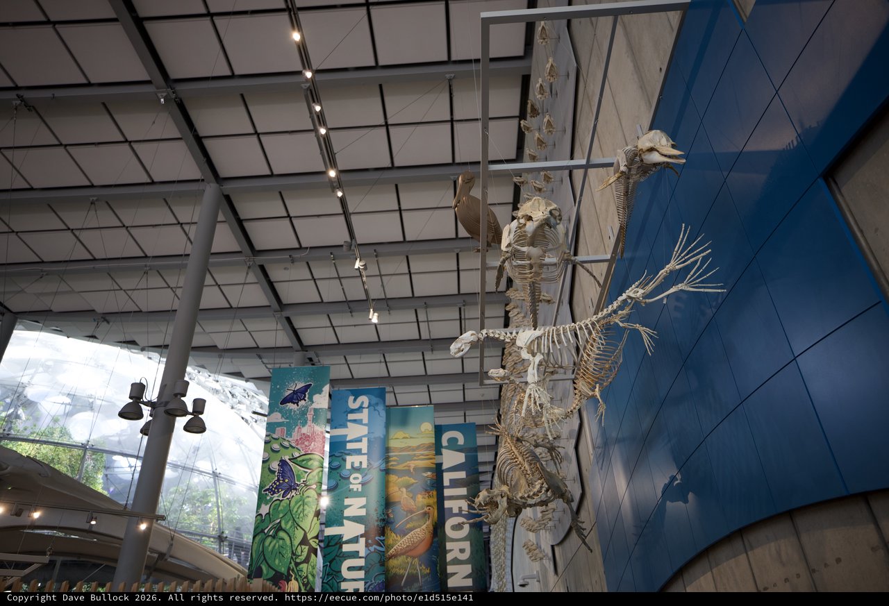 Skeletal Exhibit Display in Natural History Museum