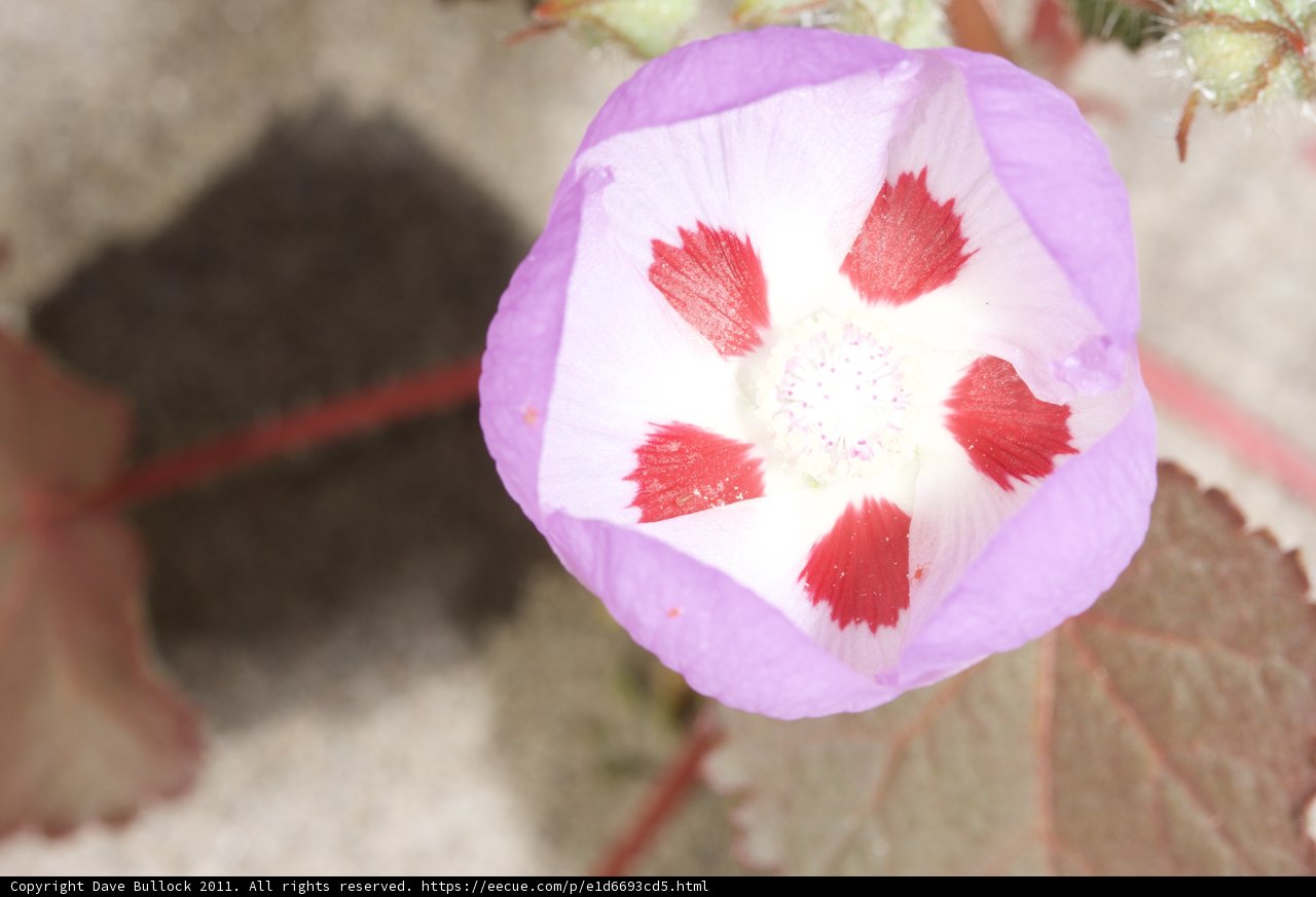 Purple Geranium with Red and White Petals