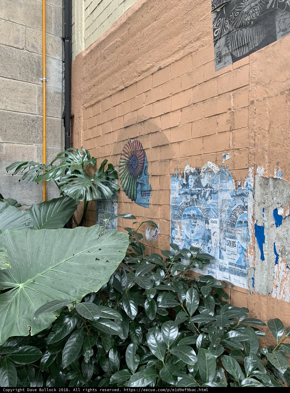 A Touch of Nature on an Urban Wall