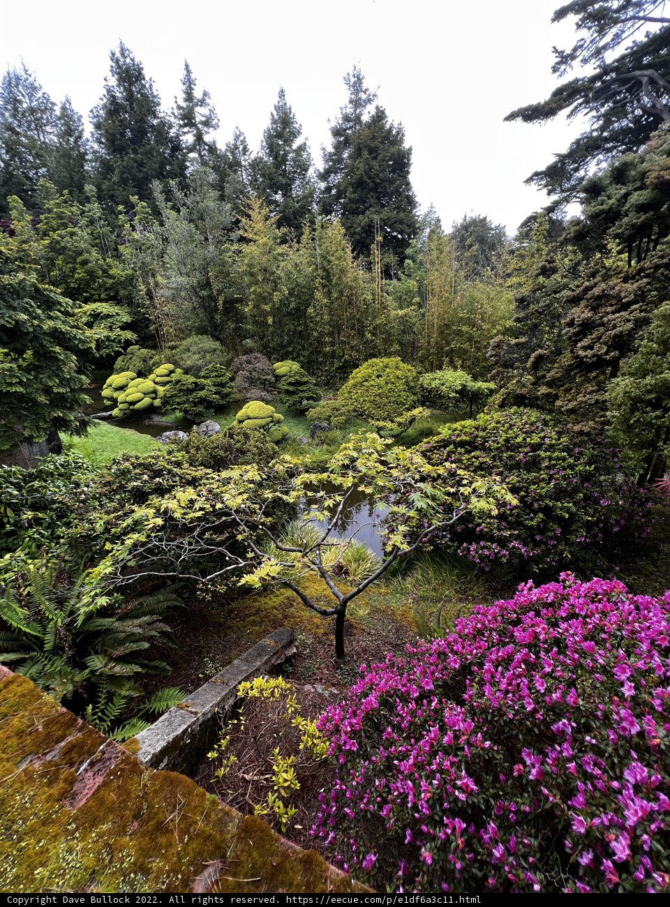 Beauty in the Japanese Tea Garden