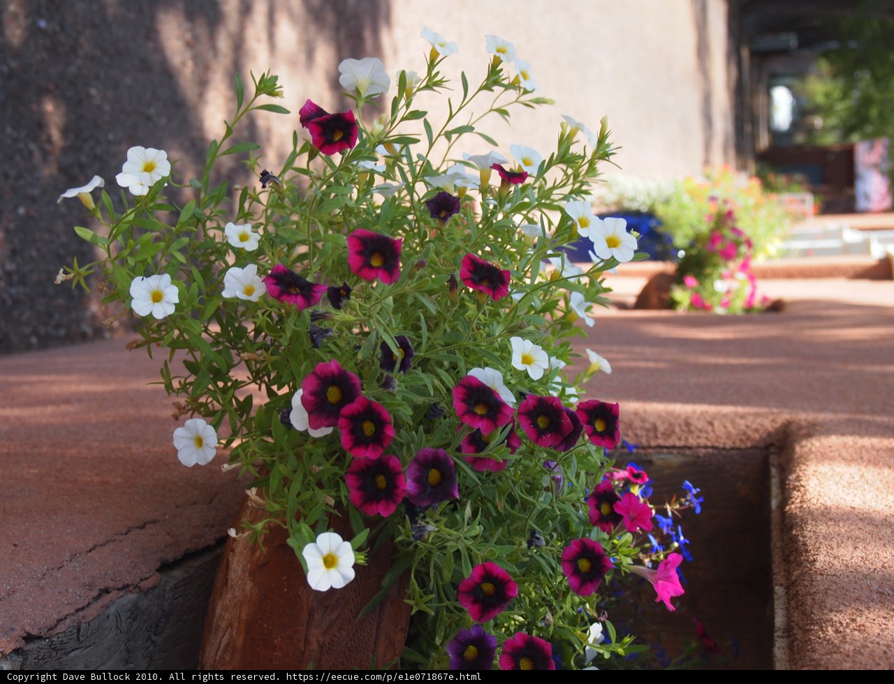 Floral Beauty in a Decorative Vase