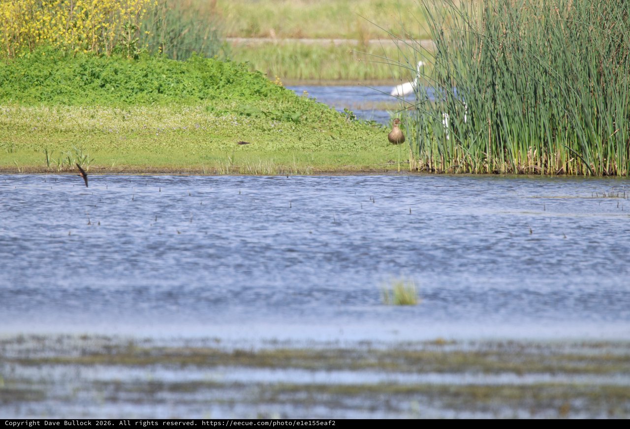 Wading Bird in Wetland Marsh at Sunset
