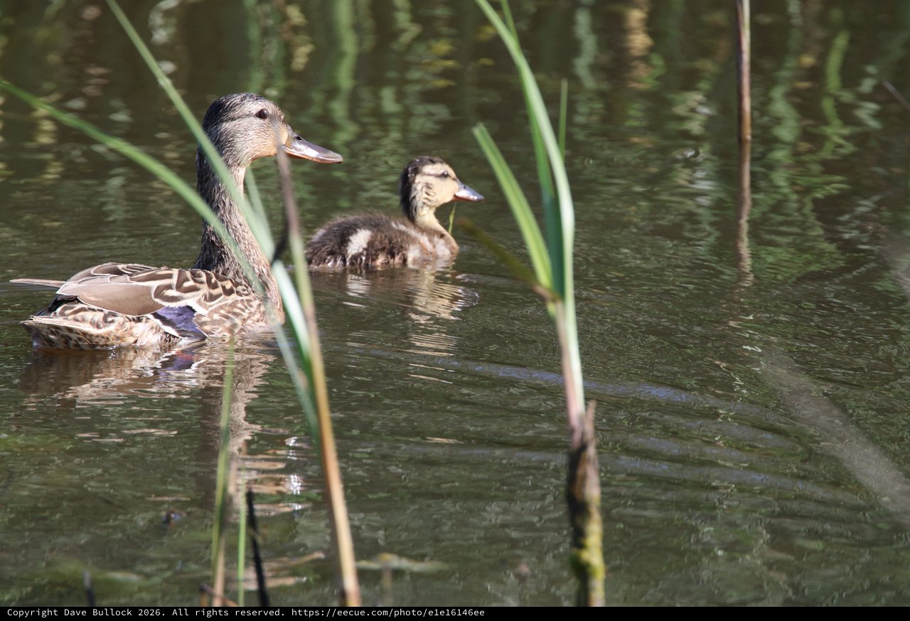Female Mallard Duck with Duckling in Wetland Waters
