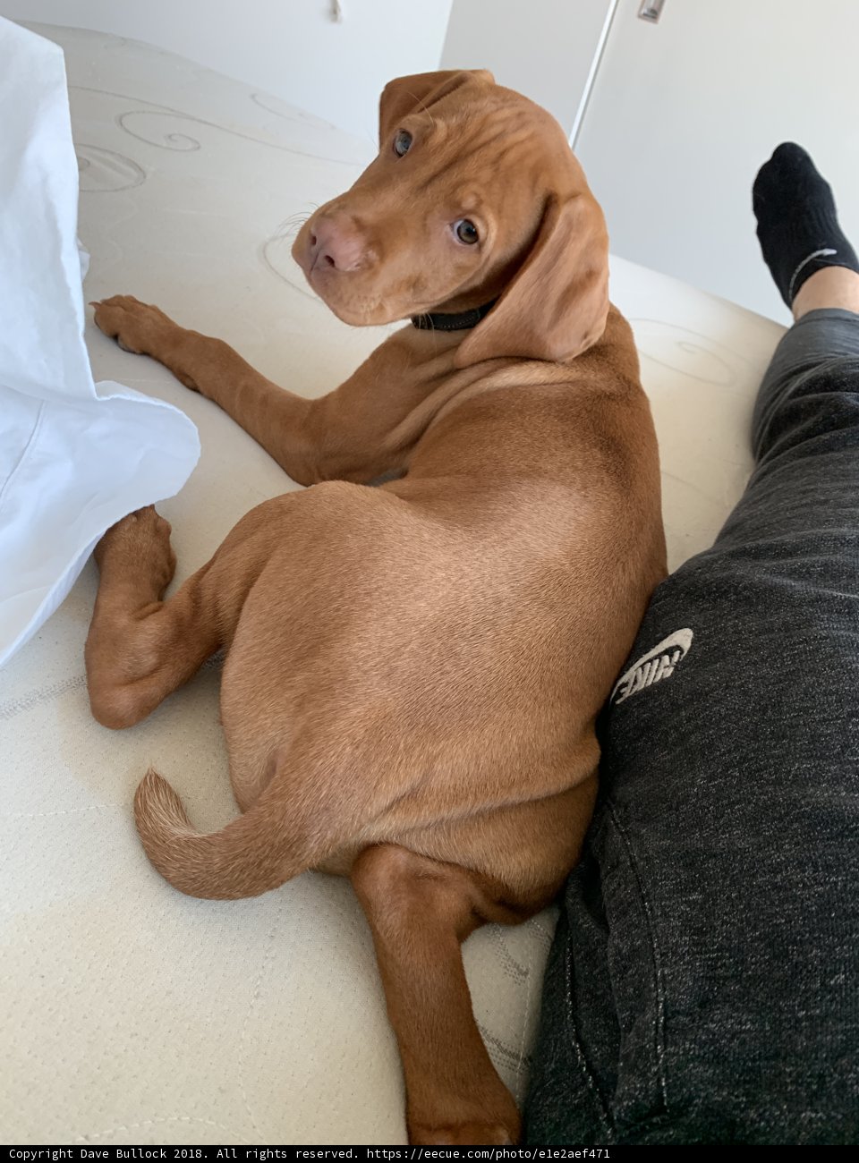 Comfy Cozy with Man's Best Friend