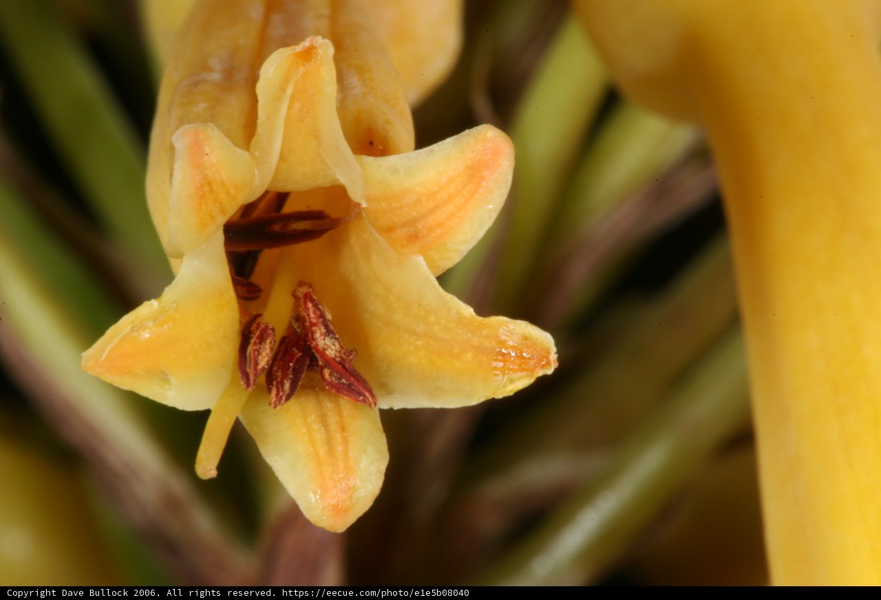 Bright and Beautiful Flower