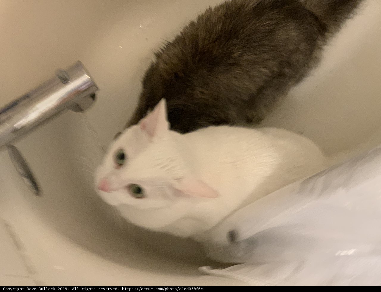 Sink Cat