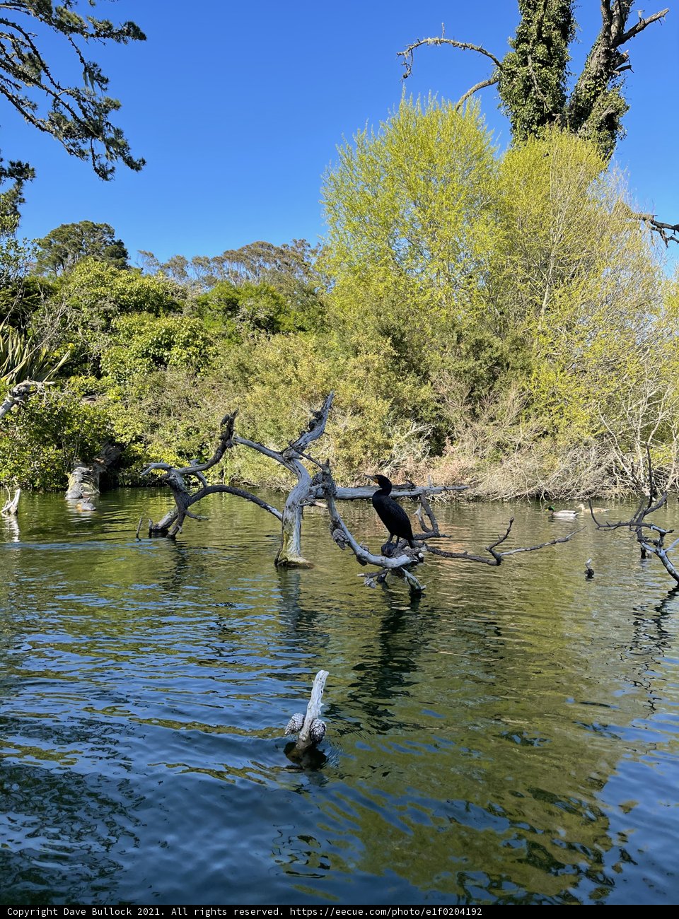 Serene Waterscape with Avian Guests