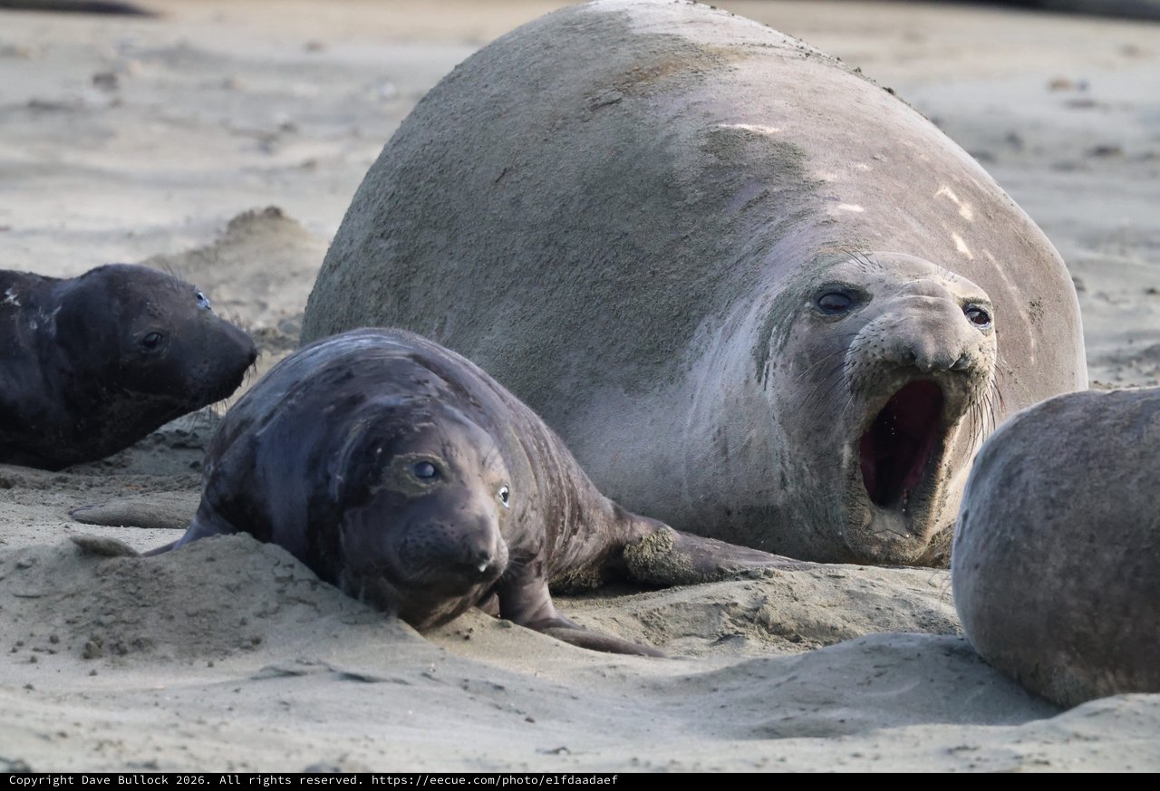 Northern Elephant Seal Mother with Pups at Drake's Beach