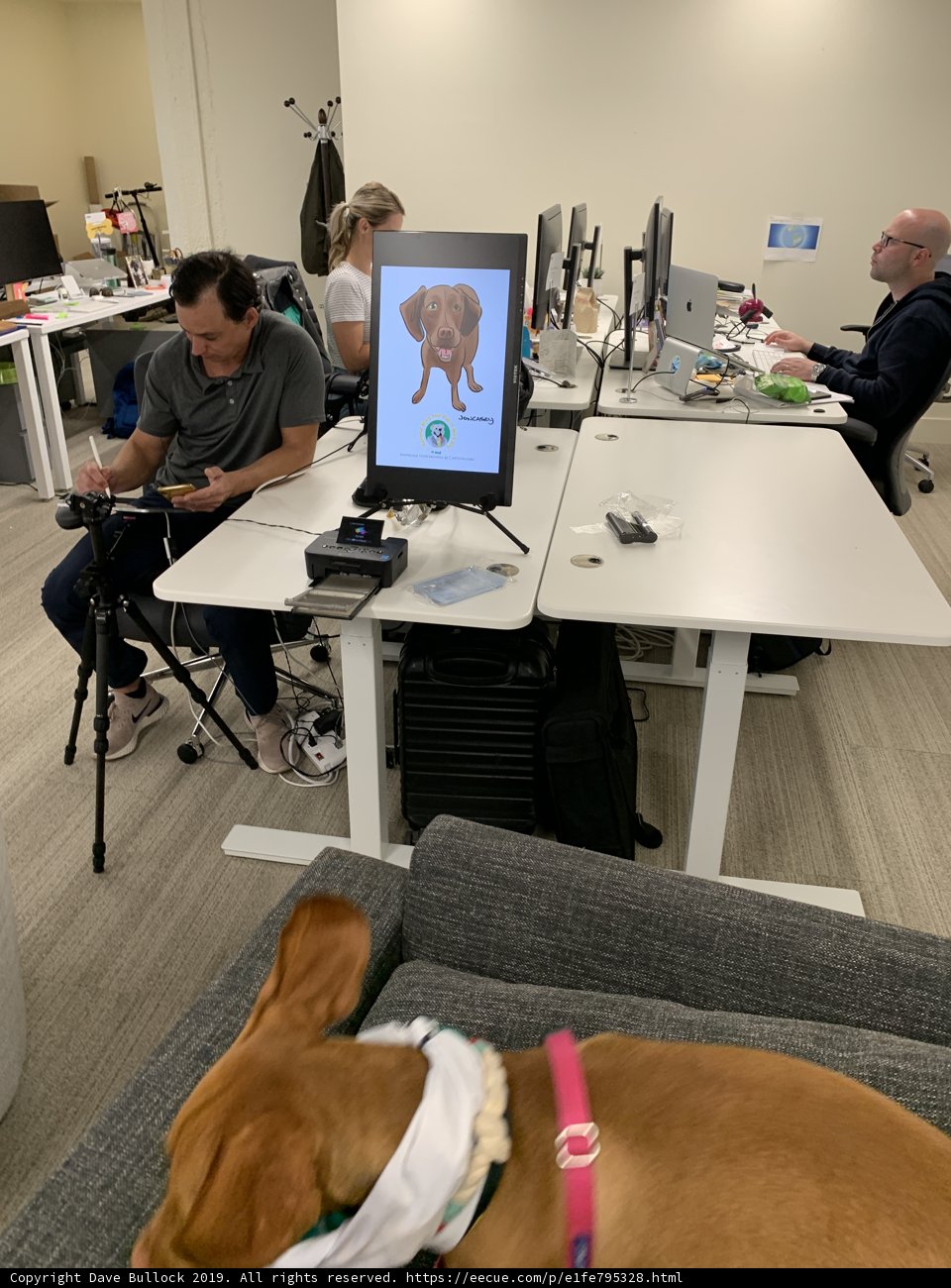 The Office Pooch