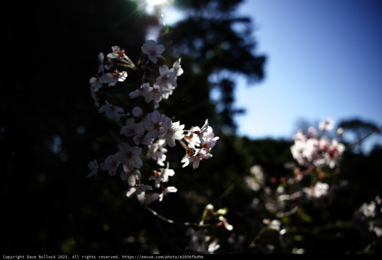 Breathtaking Cherry Blossoms at the Japanese Tea Garden