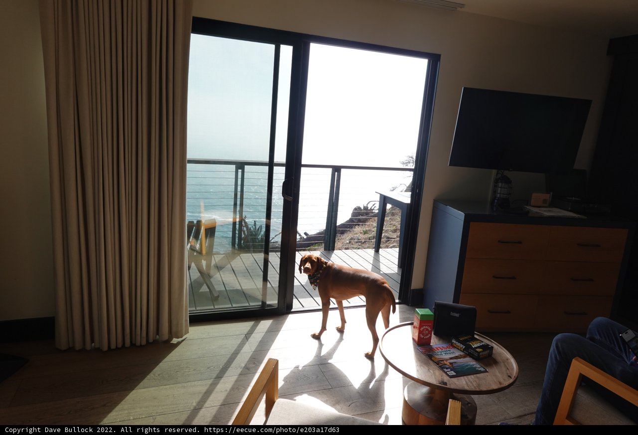 A Canine's Curiosity: Contemplation by the Glass Door