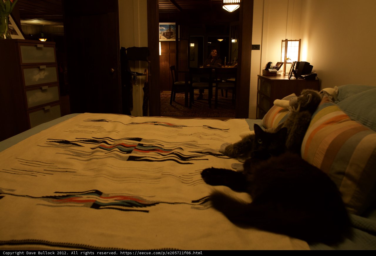 Cozy Cat Nap
