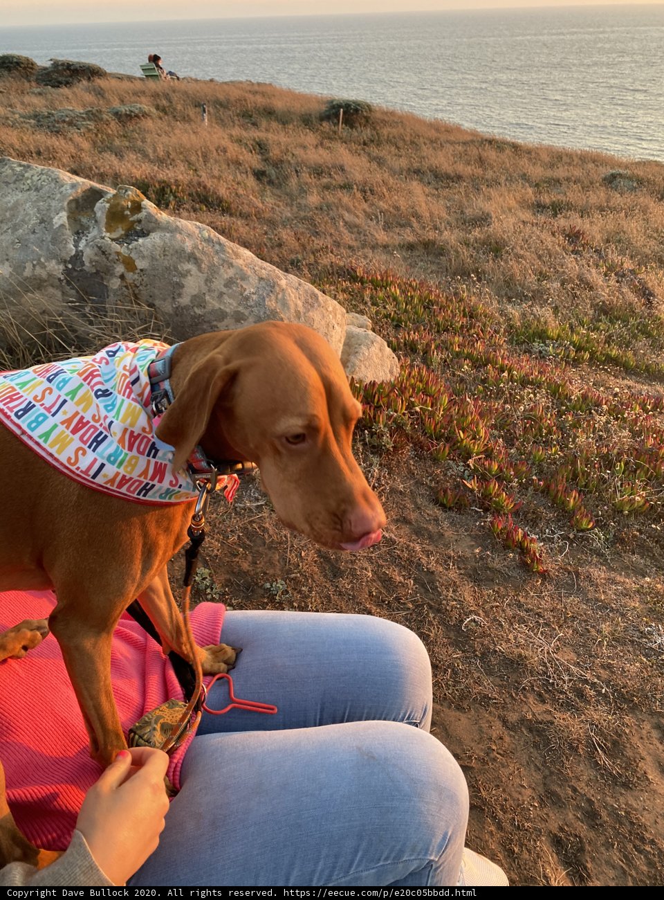 Woman and Dog at the Coast