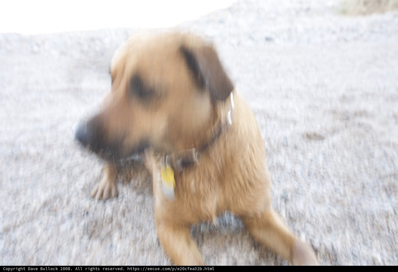 Furry Companion on Desert Journey