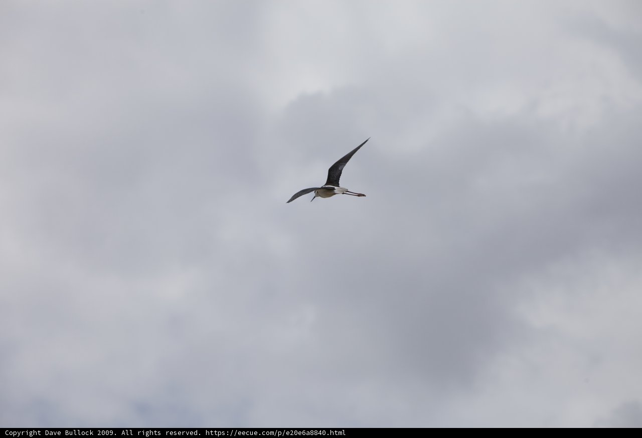 Graceful Flight
