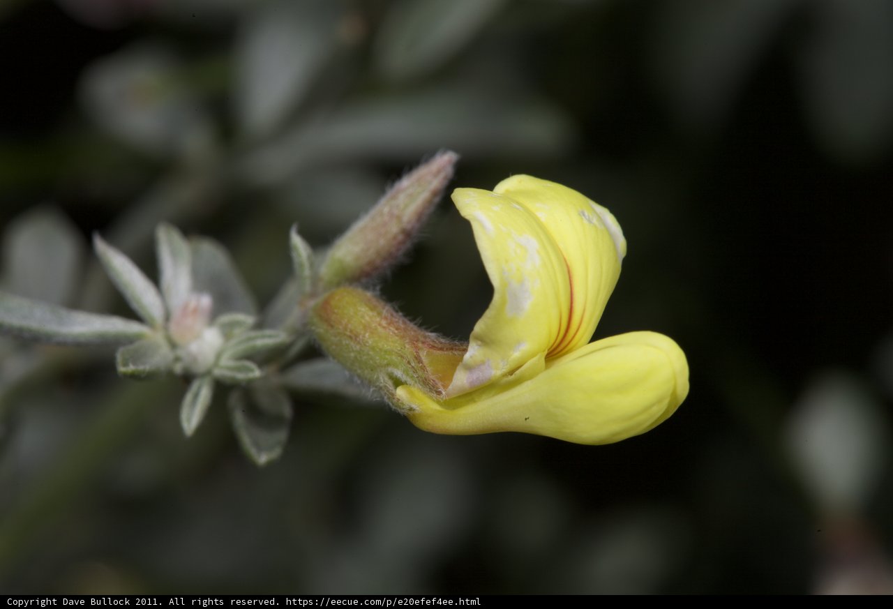 Golden Bloom