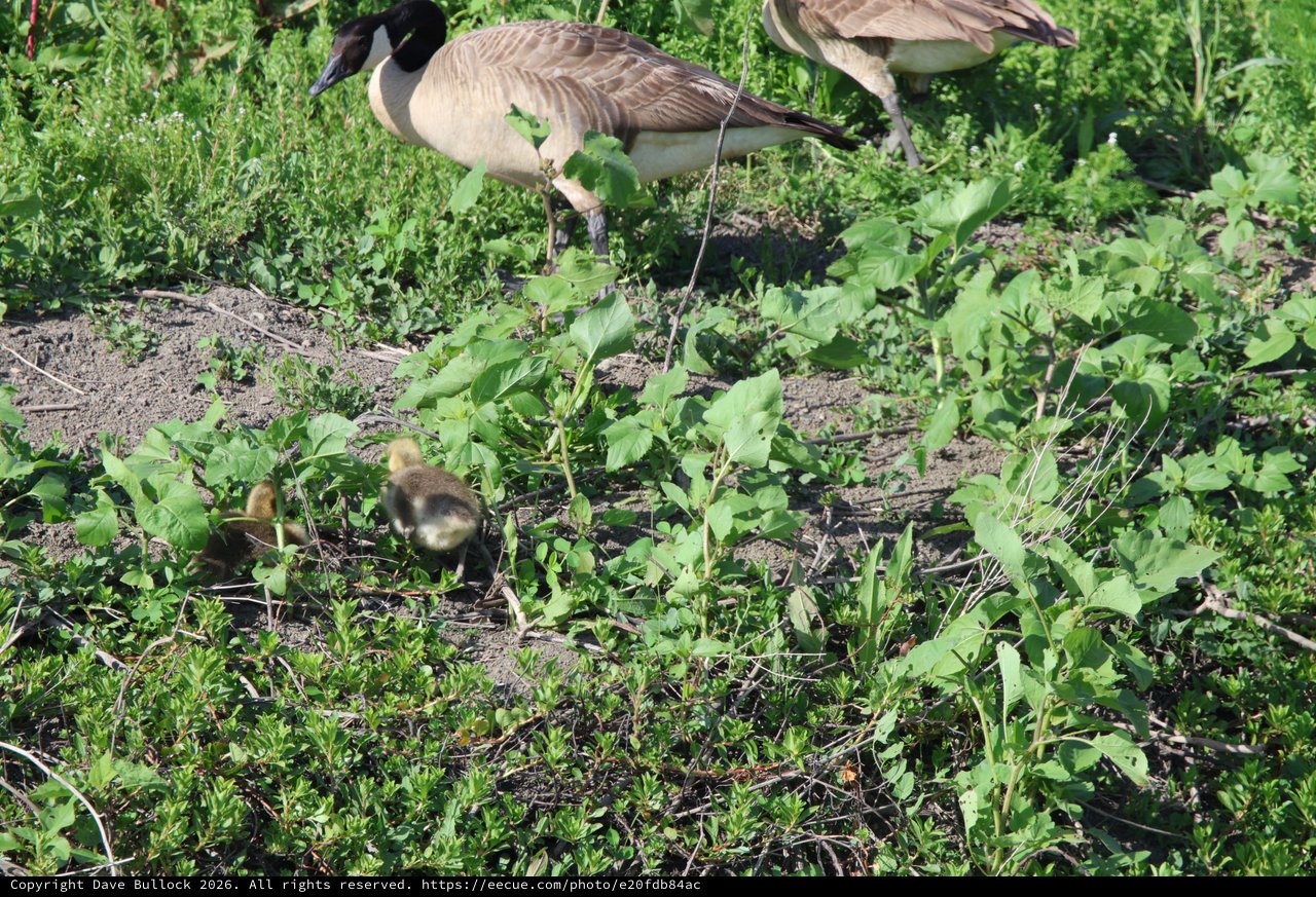 Canada Goose Family Foraging in Wetland Vegetation