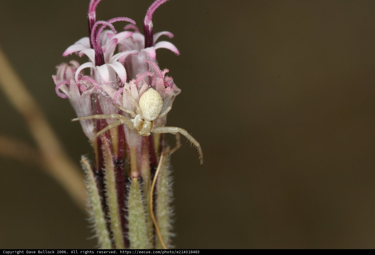 Garden Spider on Pink-Stemmed Flower