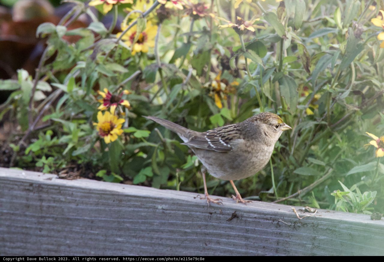 Sparrow's Solitude