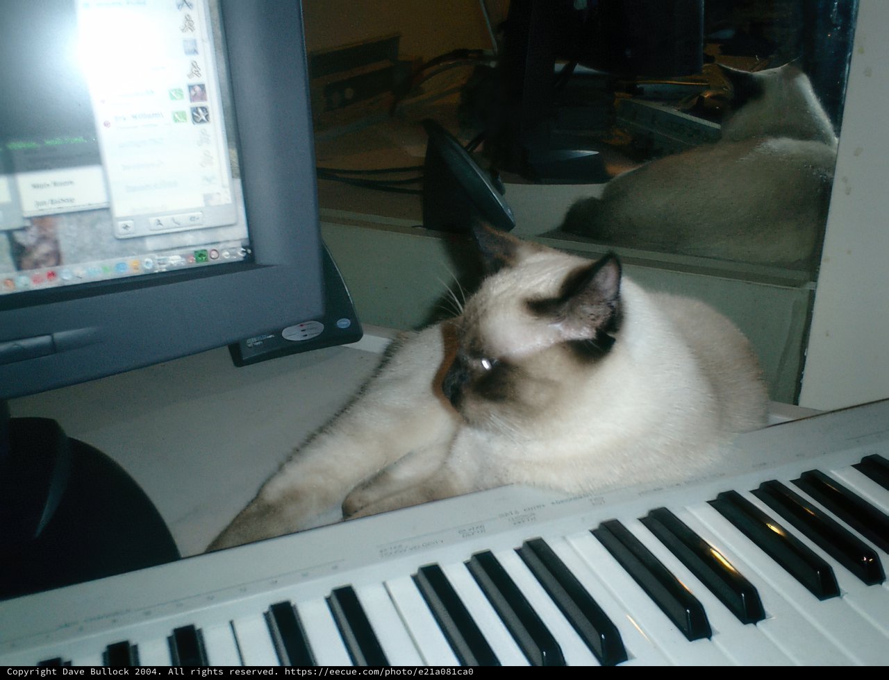 Keyboard Cat Nap