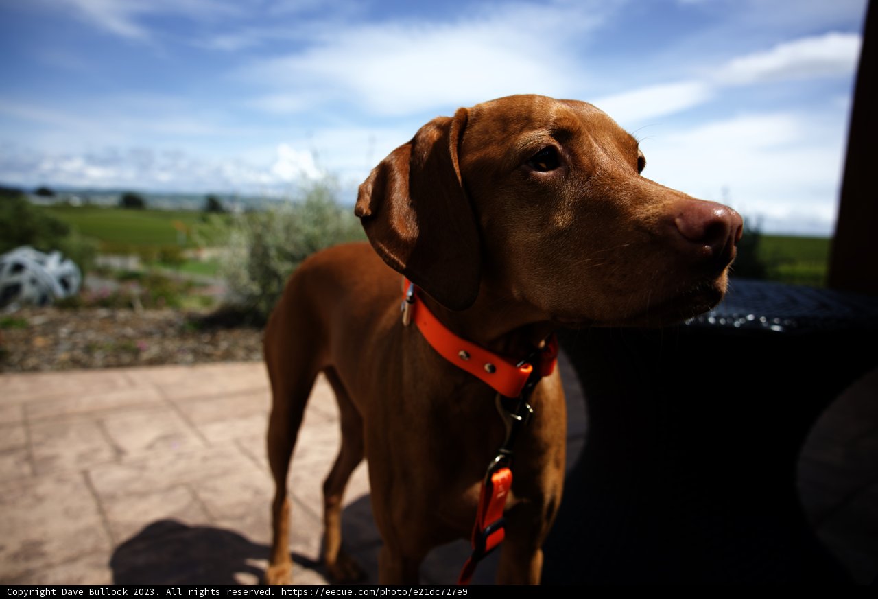 Winery Pup at Bouchaine Vineyards