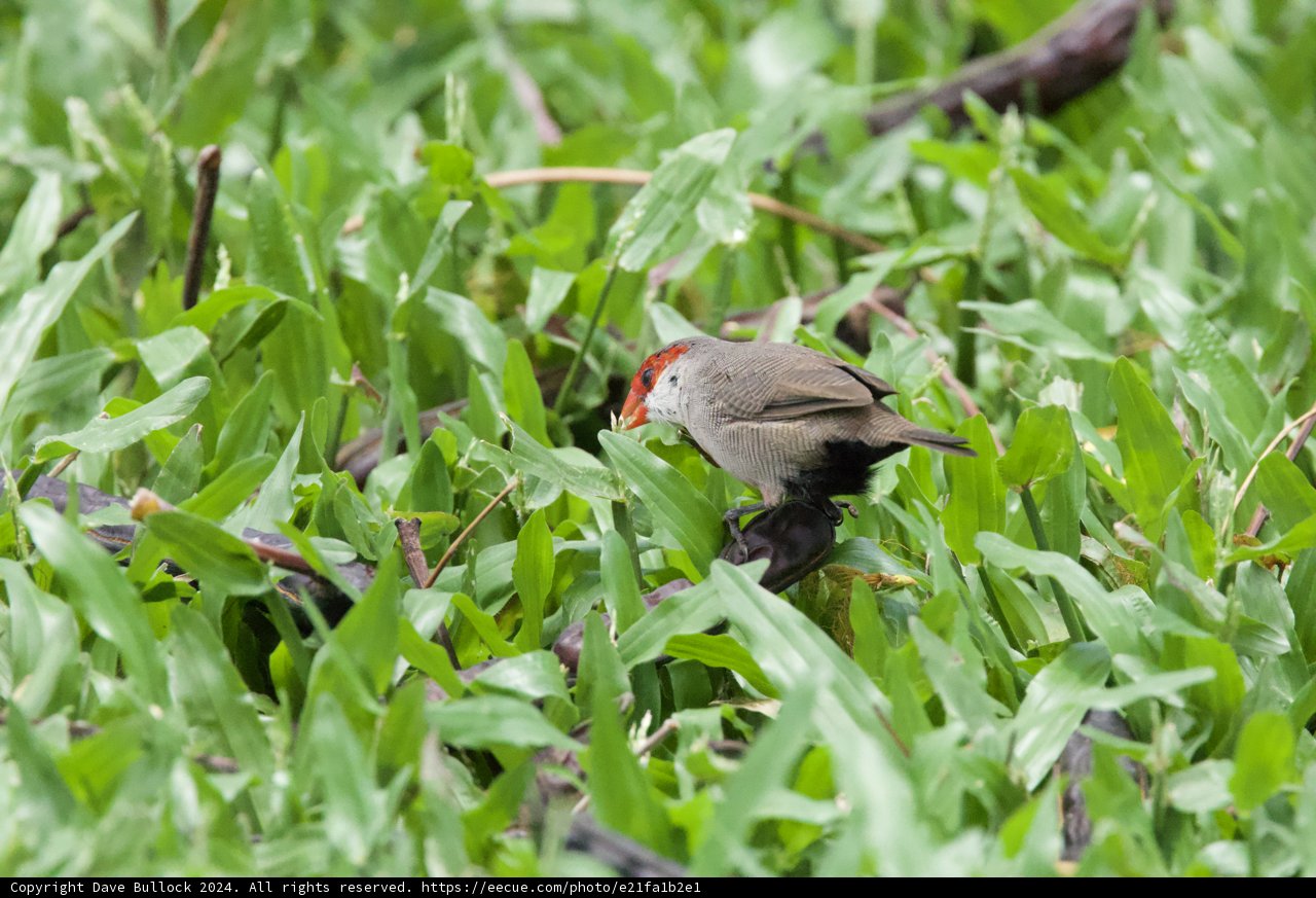 Hidden Treasure: A Finch Amidst the Foliage
