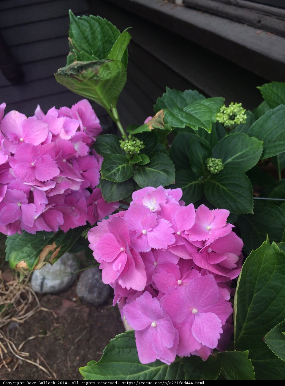 Pink Geraniums in Full Bloom