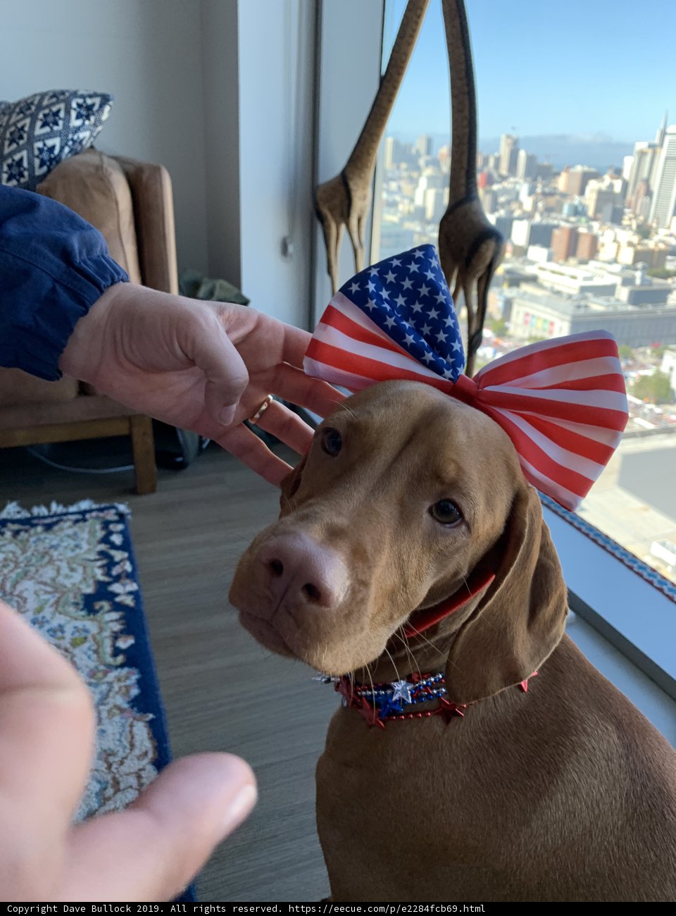 Patriotic Pup
