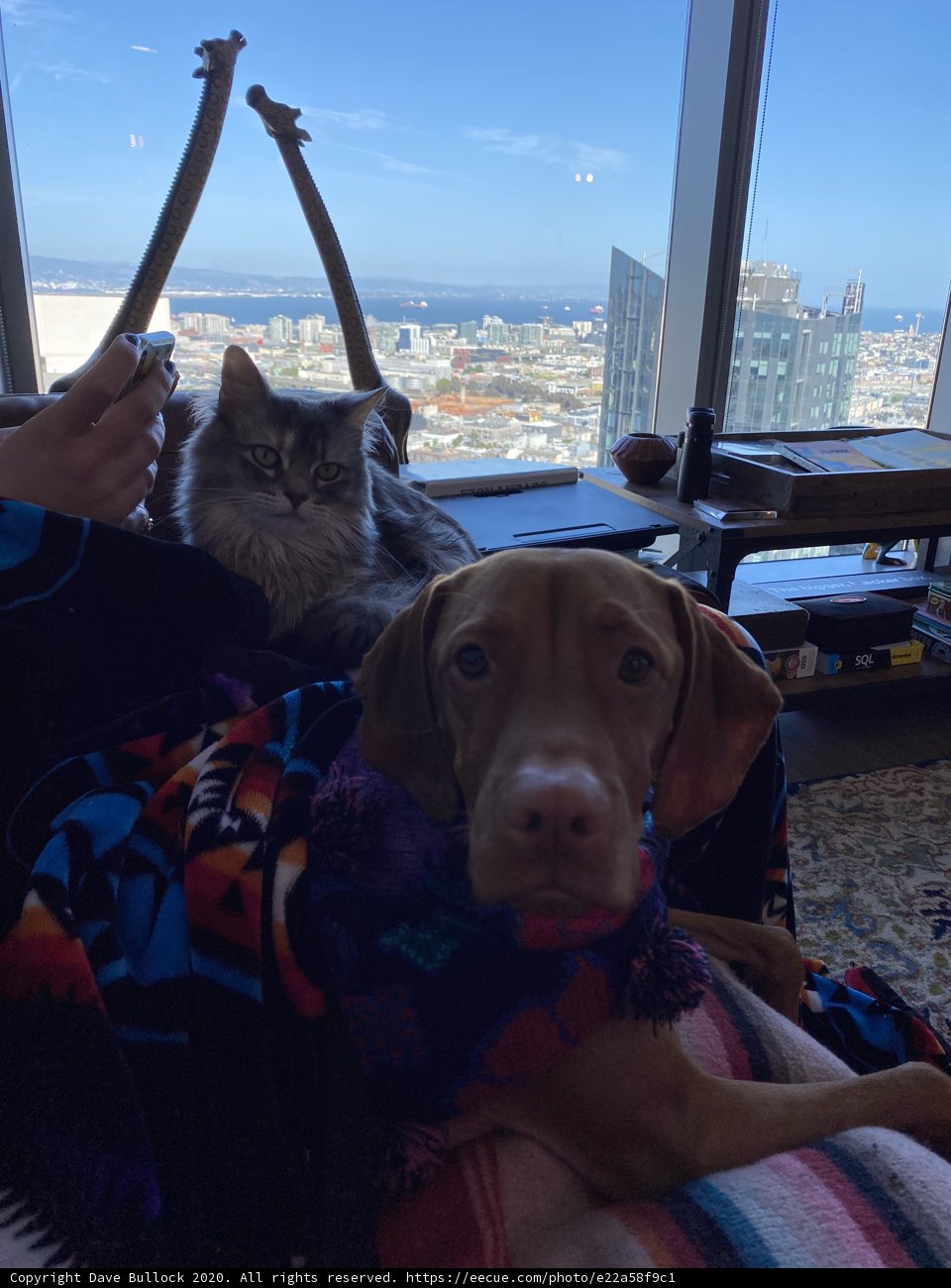 Furry Friends on the Cityscape