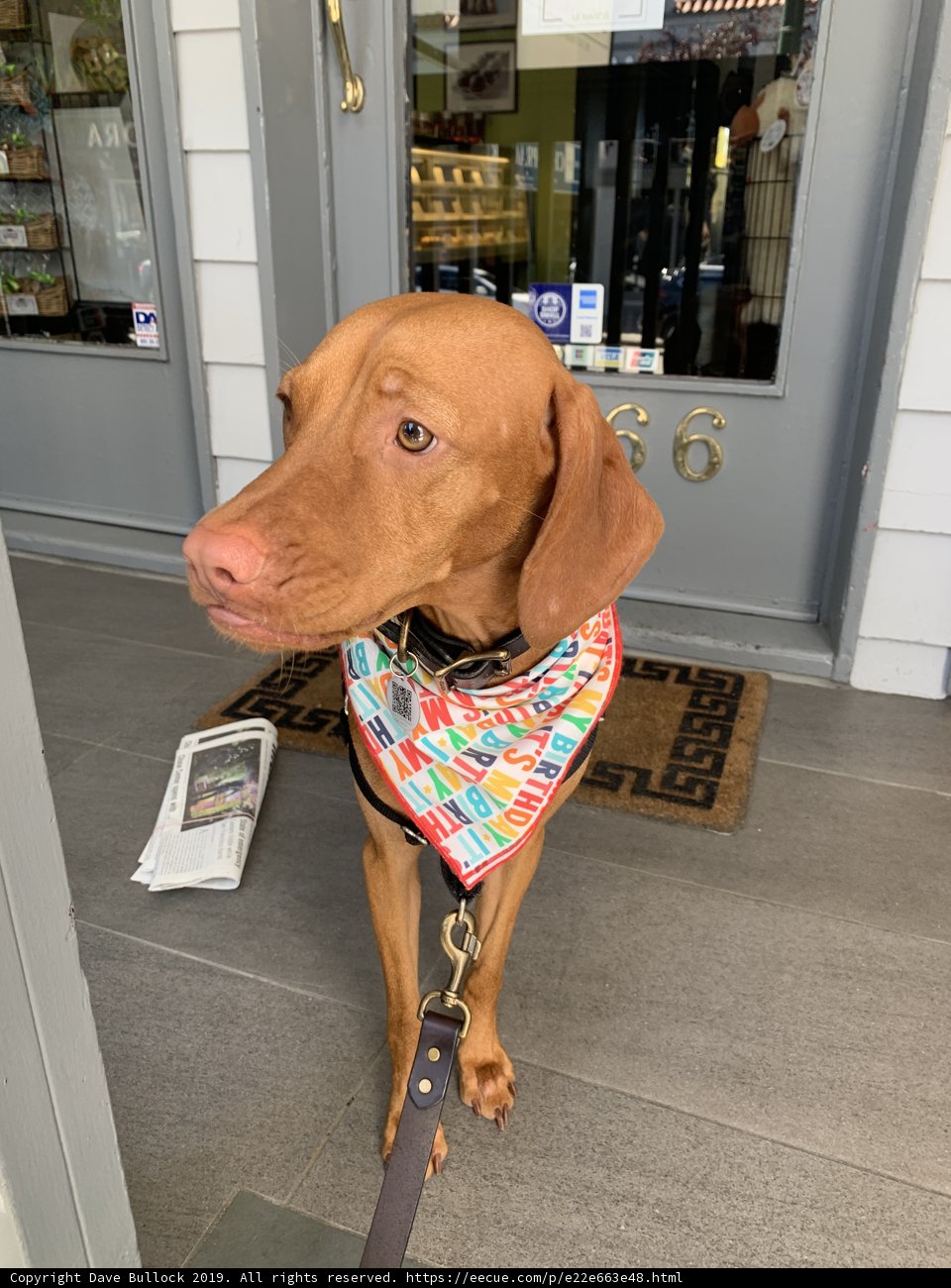 Stylish Vizsla in San Francisco
