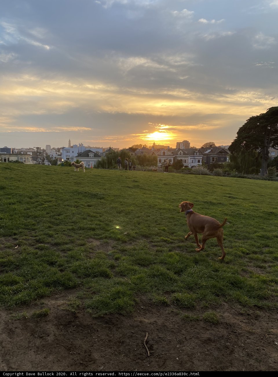 Sunset Run with My Furry Bestie