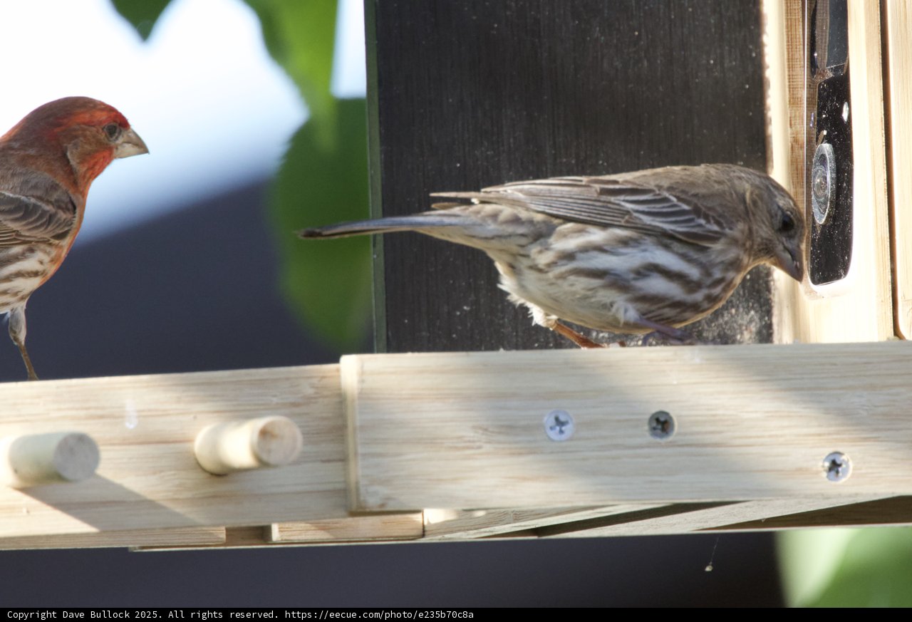 Feathered Companions at the Feeder
