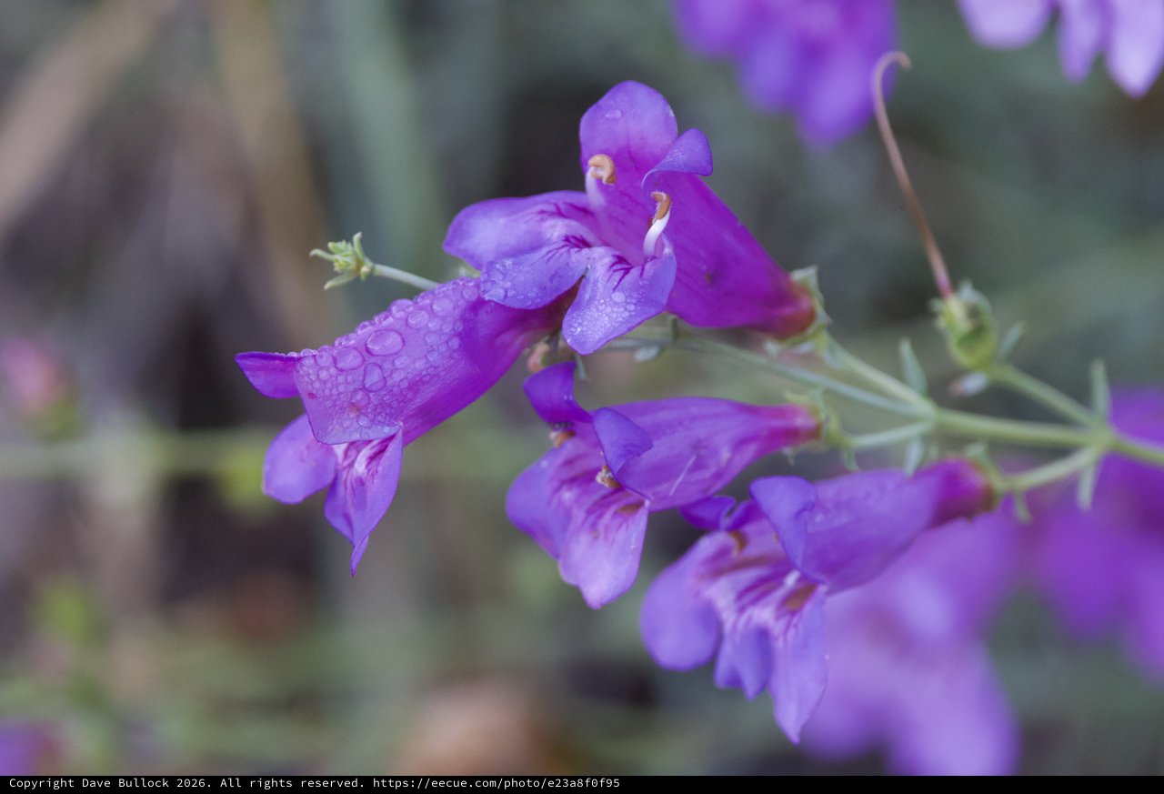 Purple Penstemon Blooms Glistening After Summer Rain