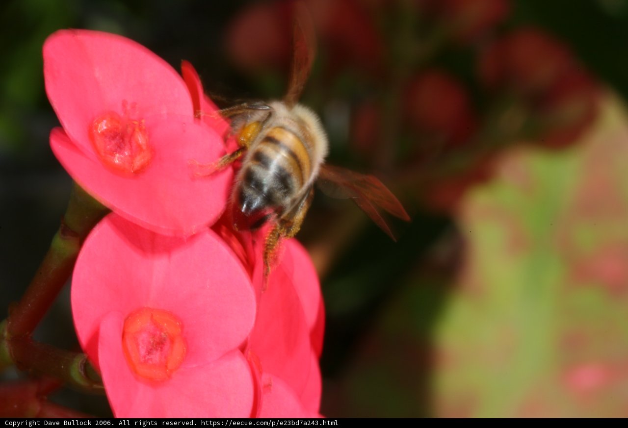 Busy Bee on Red Geranium