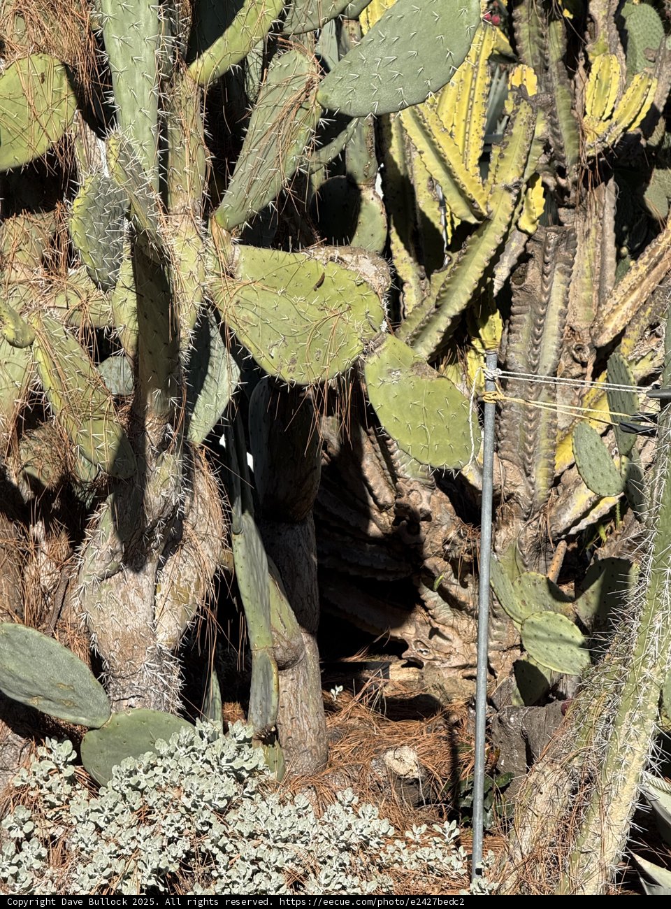 Prickly Pear Oasis