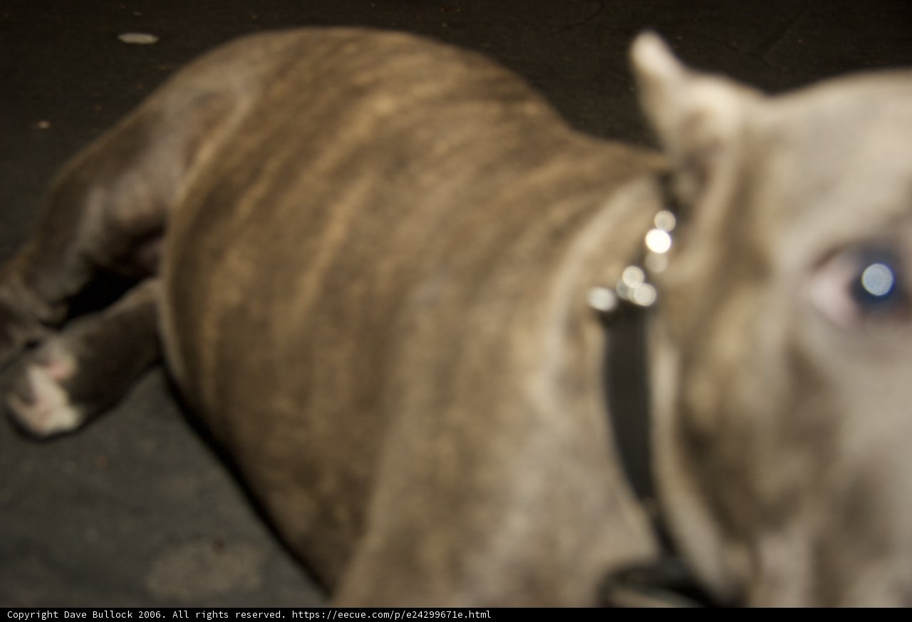 Collared Canine Companion