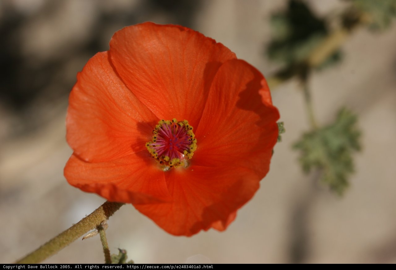Vibrant Orange Geranium in Bloom