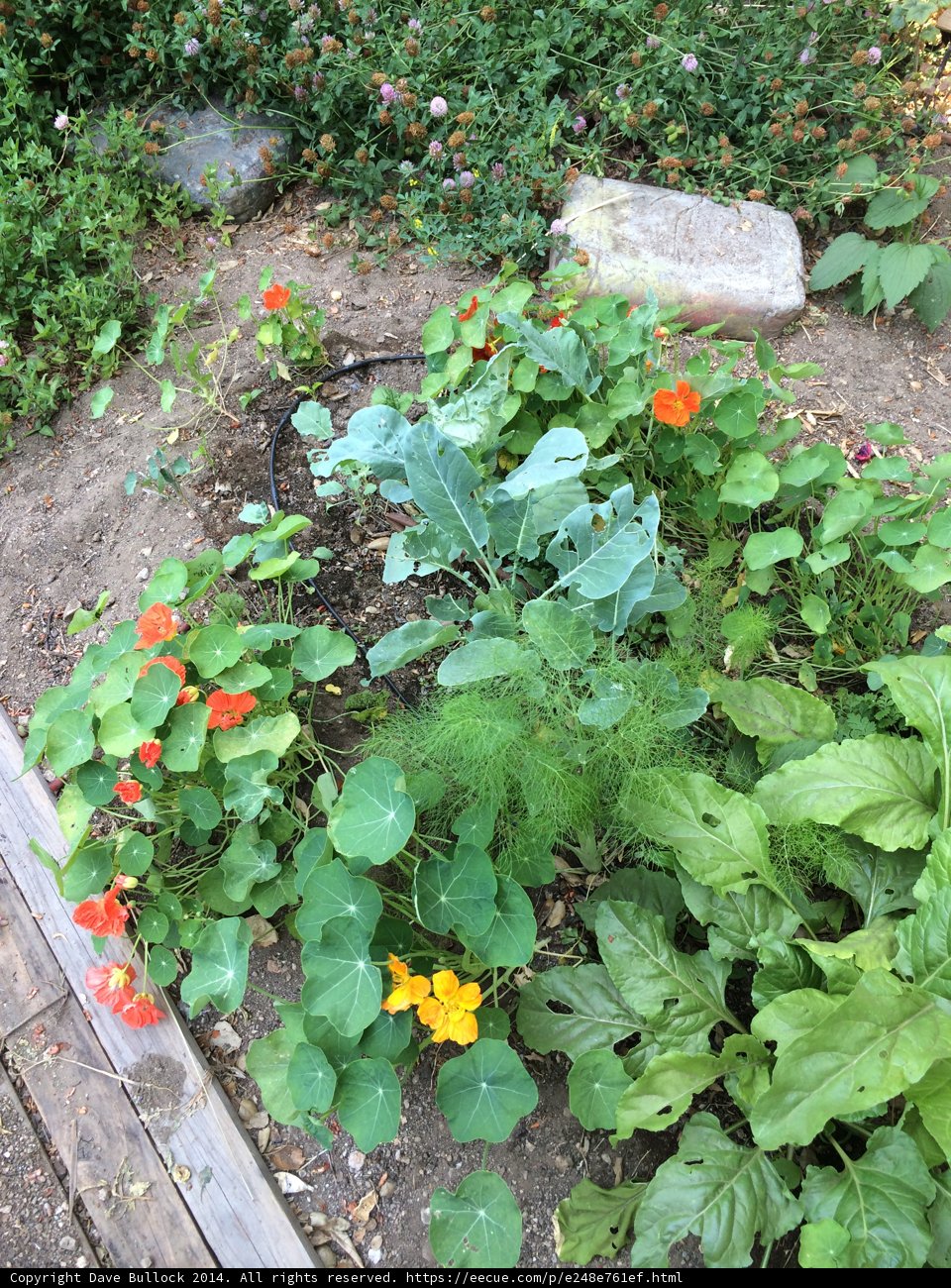 A Vibrant Herbal Garden in Altadena