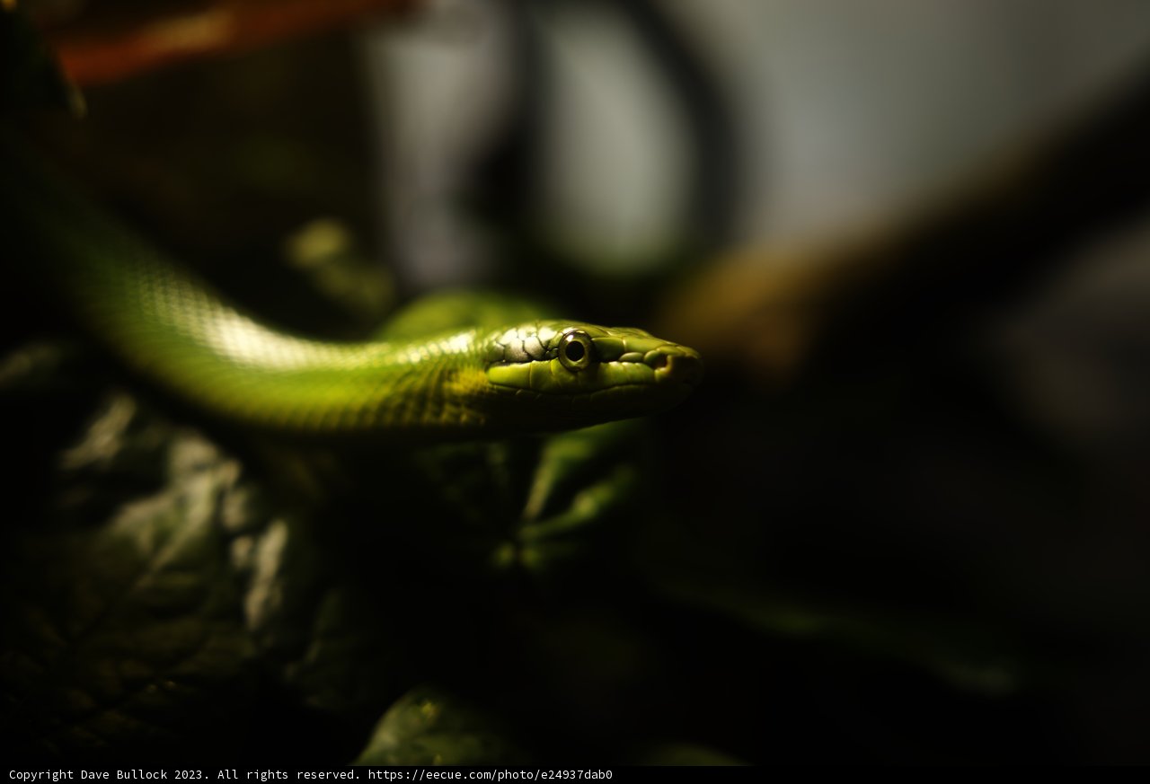 Serene Serpent at the California Academy of Sciences