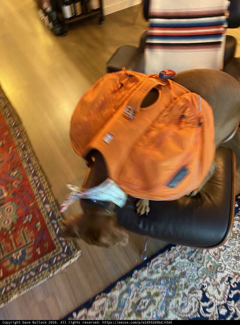 The Adventurous Pup