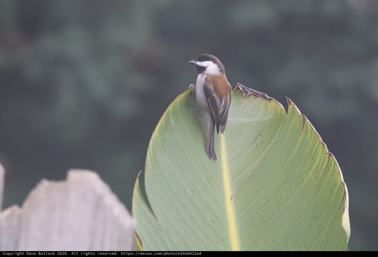 Small Bird Perched on Curled Banana Leaf Edge