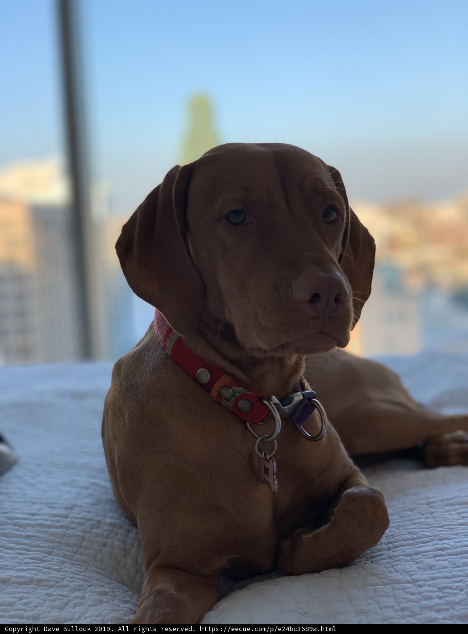 Serene Pooch