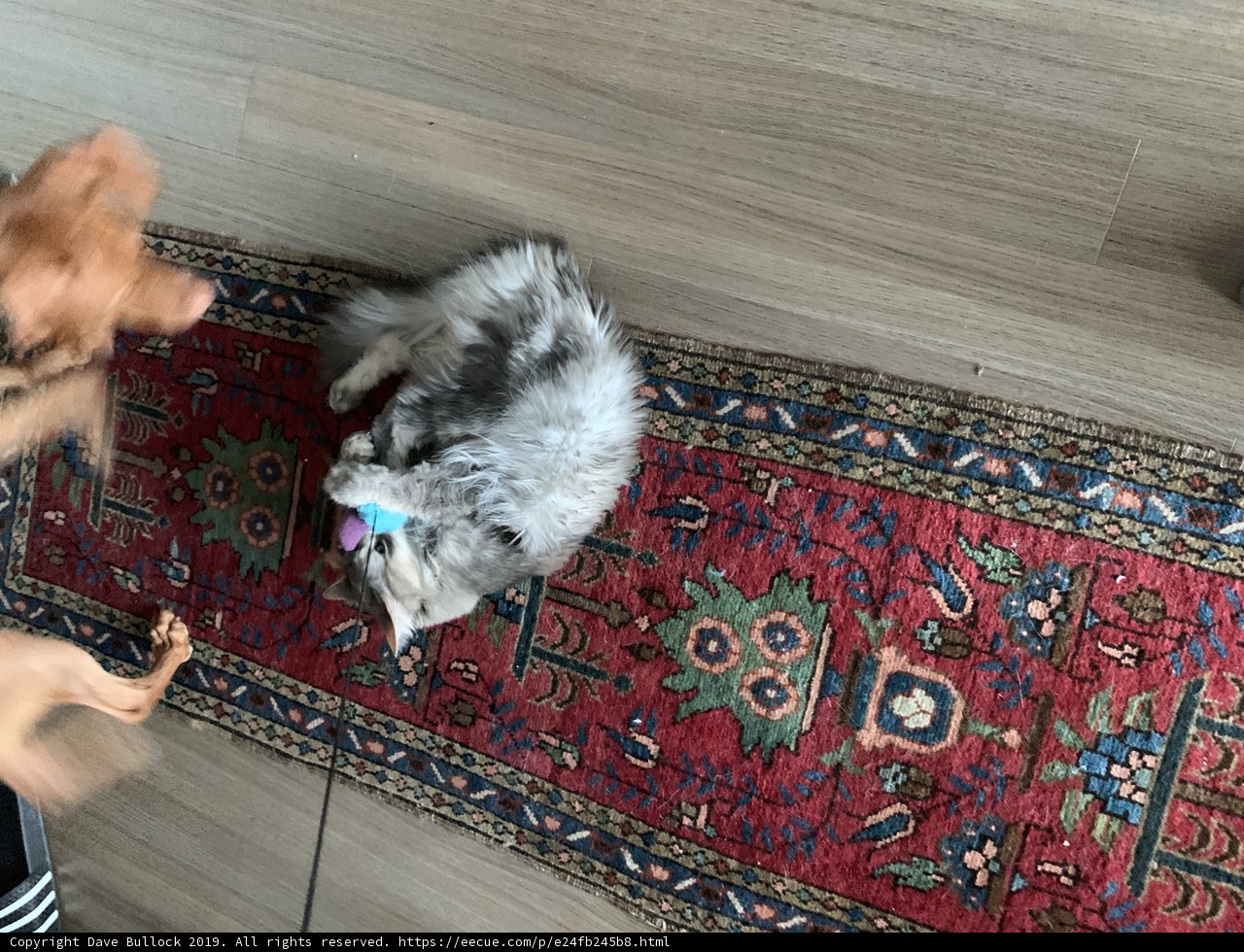 Playtime on Hardwood Flooring