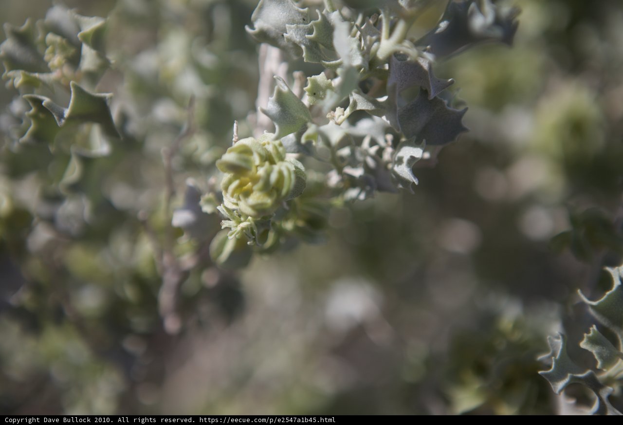 Close-Up of a Green Leafy Geranium Plant