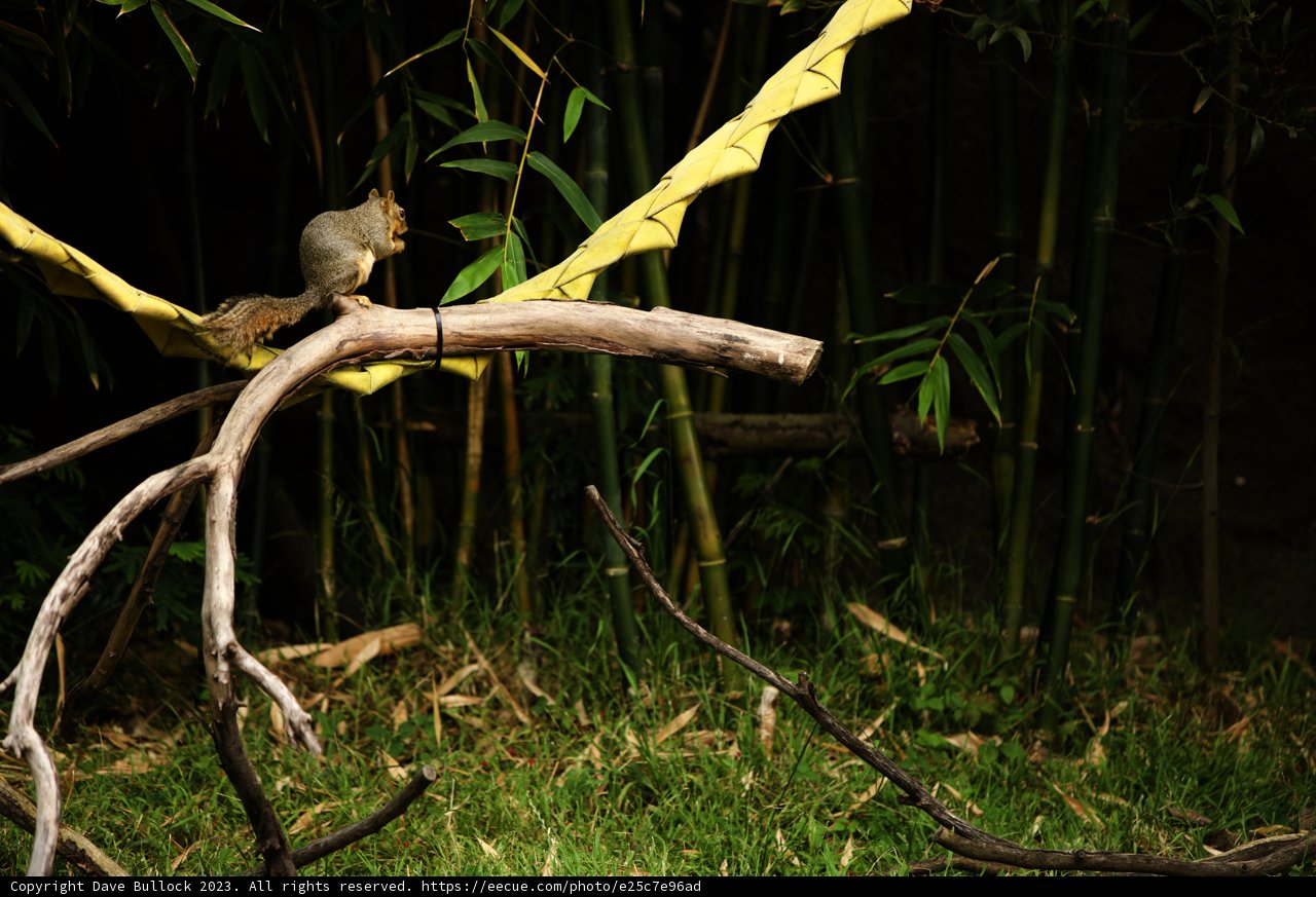 The Ascendant Squirrel of Oakland Zoo