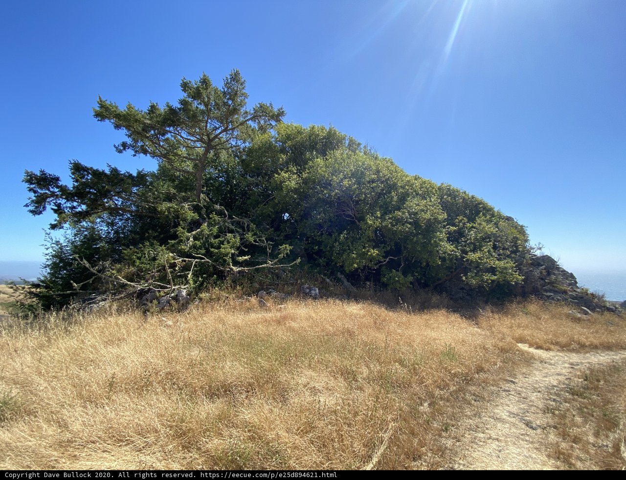 Trailside Tree with a View