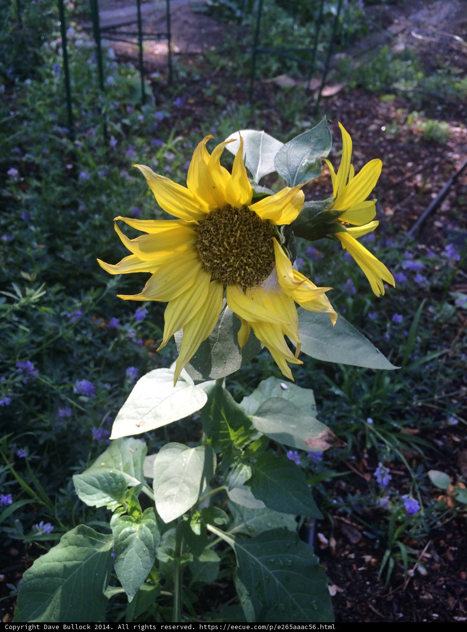 Sunflower in a Lush Garden