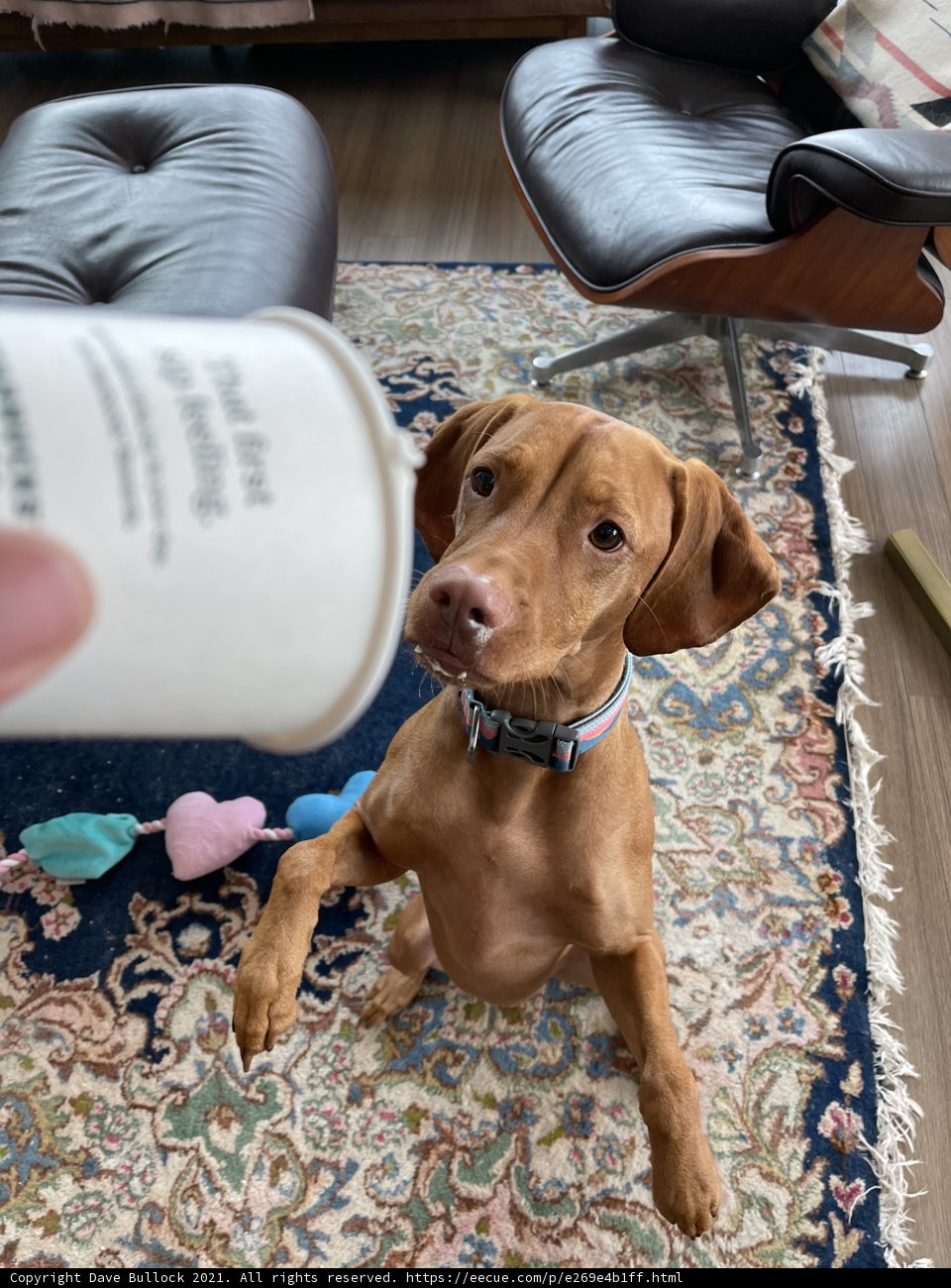 Home Decor Hound