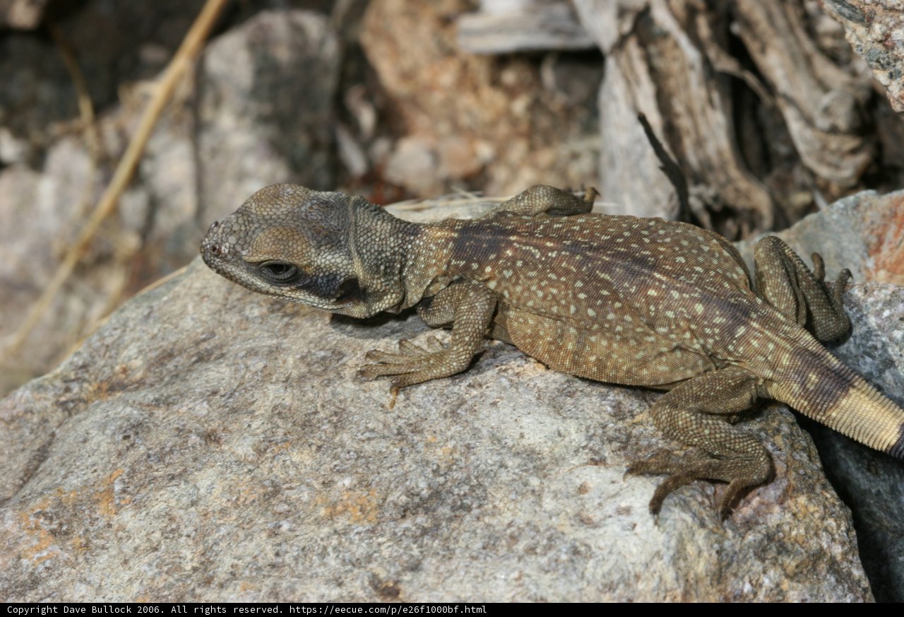 Desert Lizard